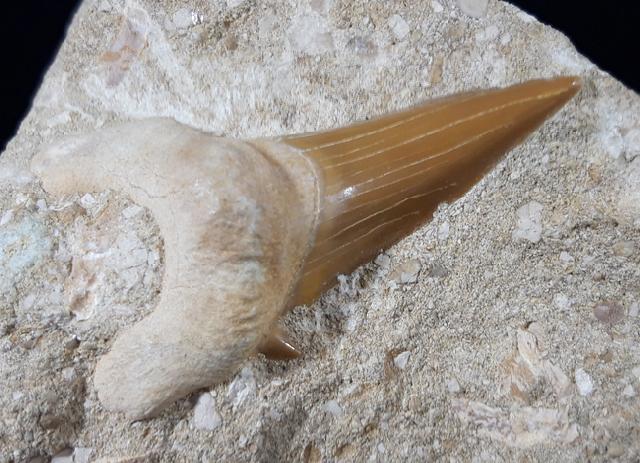 Otodus obliquus AGASSIZ 1843 - Bild © FossNet FossilienStore